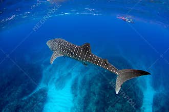 Whale Shark Blue water