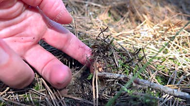 Mushroom hunter picking edible fungus in autumn forest
