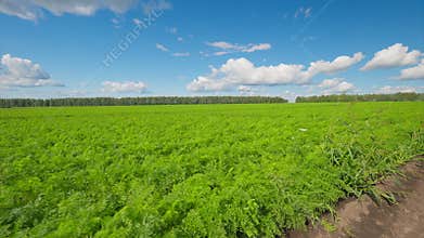 A Beautiful Lush carrots Green Field Located Under a Bright Blue Sky Filled with Fluffy Clouds