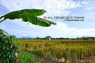 Bible text quote - In all things give thanks. 1 Thessalonians 5:18