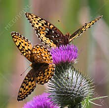 Butterflies on thistle