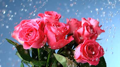 Flowers being watered