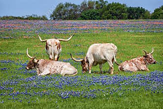 Texas longhorn cattle in bluebonnets