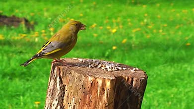 Yellow Bird on Tree Stump