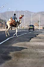 Camel road crossing