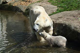 Polar bear with baby