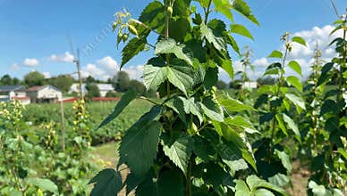 Lush raspberry plant growing in a field under a bright blue sky on a sunny day in summer with houses visible in the distance
