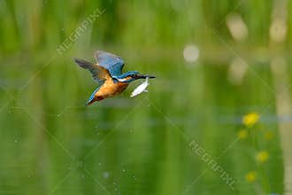 Kingfisher in flight (alcedo atthis)