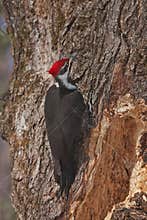 A large male red-crested black woodpecker