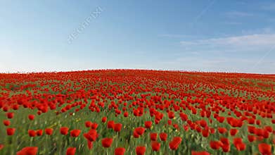 Expansive Red Tulip Field Under a Bright Blue Sky with Soft Clouds