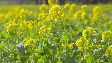 Flowers of Field mustard,in Showa Kinen Park,Tokyo,Japan