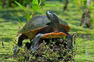 Eastern RedbellyTurtle