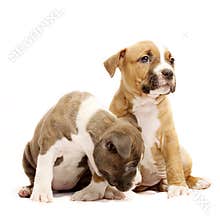 Two puppies
