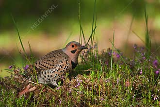 A woodpecker that stands proudly on the flowering grass