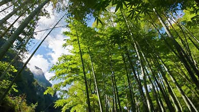 Lush bamboo forest canopy stretches toward a blue sky with clouds in a serene landscape