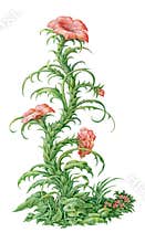 Fairy-tale freesia surreal flower painting. Isolated on white