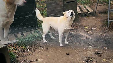 Homeless dogs in animal shelter. Dogs waiting for adoption