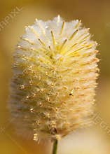 A fluffy Mulla Mulla flower spike with an insect on it.