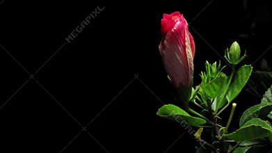 Hibiscus Flower Timelapse