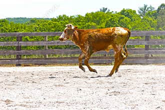 Calf running in Arena