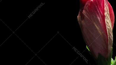 Hibiscus Flower Timelapse