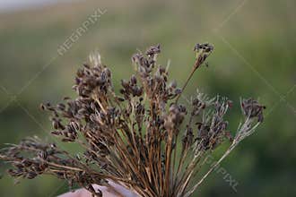 Caraway seeds