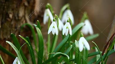 Snowdrop flowers in spring