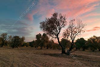 Evening light casts shadows over a peaceful landscape with trees and a colorful sunset sky