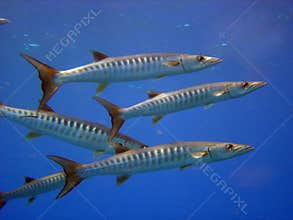 Barracudas