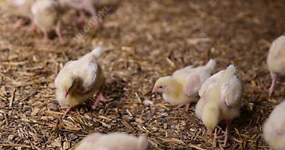 young broiler chickens at a large poultry farm