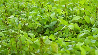 The Lush Green Soybean Vegetation Found in Nature is an appealing aspect of our environment