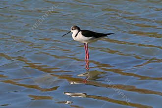 Black-necked Stilt in Shallow Water (Black-necked Stilt , Himantopus mexicanus