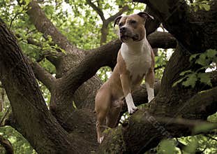 Up in a tree