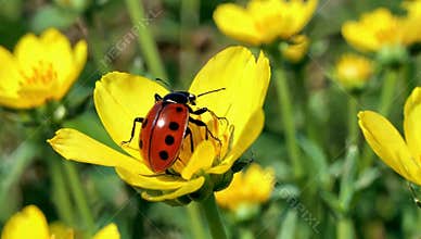 Ladybug rests on a bright yellow buttercup flower in a sunlit meadow on a beautiful spring day