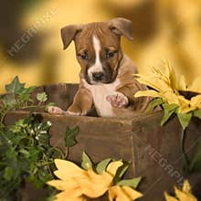 Cute puppy