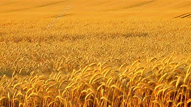 Expansive Golden Wheat Field Bathed in Warm Sunset Light Over Rolling Hills