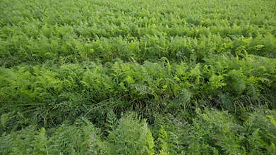 A beautiful lush green carrots field filled with vibrant and diverse vegetation, flourishing