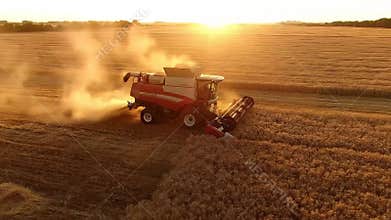 Harvester Machines Harvesting Crops on Vast Golden Field at Sunrise Areal Shot Combine Harvester Agriculture Machine Harvesting