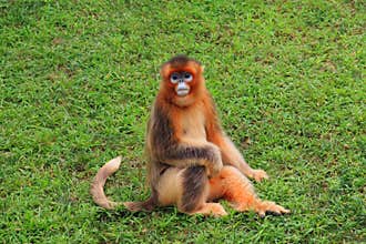 Snub-nosed Monkey(Golden Monkey)