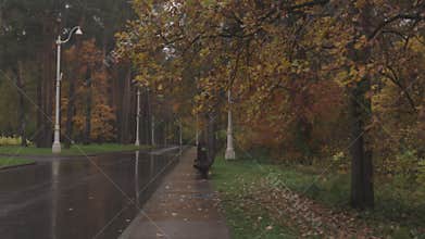 Beautiful rainy day in autumn, fallen leaves on the ground and yellow trees