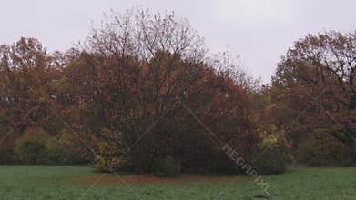 Beautiful yellow and red trees in autumn park, it is rainy cloudy day