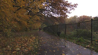 Beautiful rainy day in autumn, fallen leaves on the ground and yellow trees