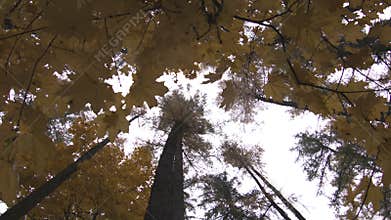 Beautiful yellow and red trees in autumn park, it is rainy cloudy day