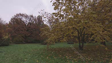 Beautiful yellow and red trees in autumn park, it is rainy cloudy day