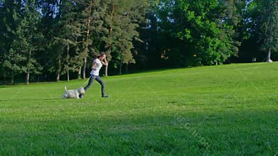 West Highland White Terrier running