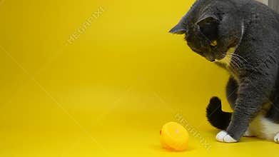 A gray-white cat on a yellow background stretches its paw towards a rubber duck.