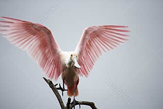 Roseate Spoonbill