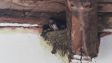 Barn swallow nest full of chicks and parents who feed them and clean the nest from droppings, Hirundo rustica
