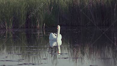 Mute swan (Cygnus olor). A white swan swims gracefully across a pond against a backdrop of reeds. Slow motion