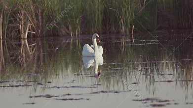 Mute swan (Cygnus olor). A white swan swims gracefully across a pond against a backdrop of reeds. Slow motion